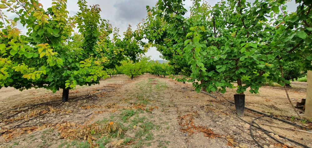 Villa in vendita a Aielo de Malferit