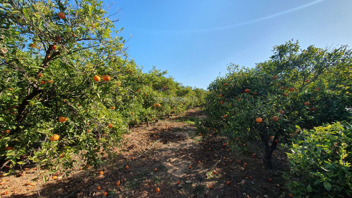 Orange Groves für immer.