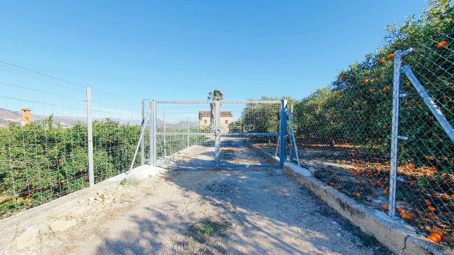 Orange Groves pour toujours.