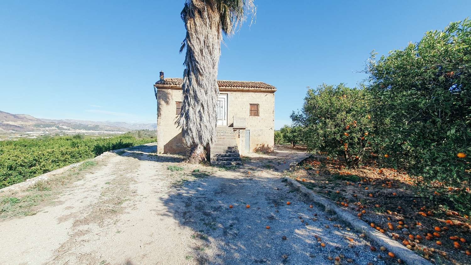 Orange Groves pour toujours.