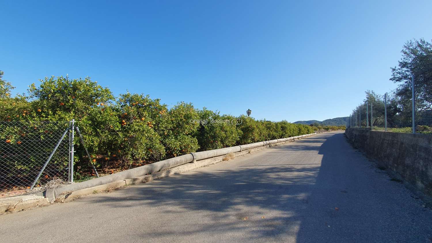 Orange Groves pour toujours.