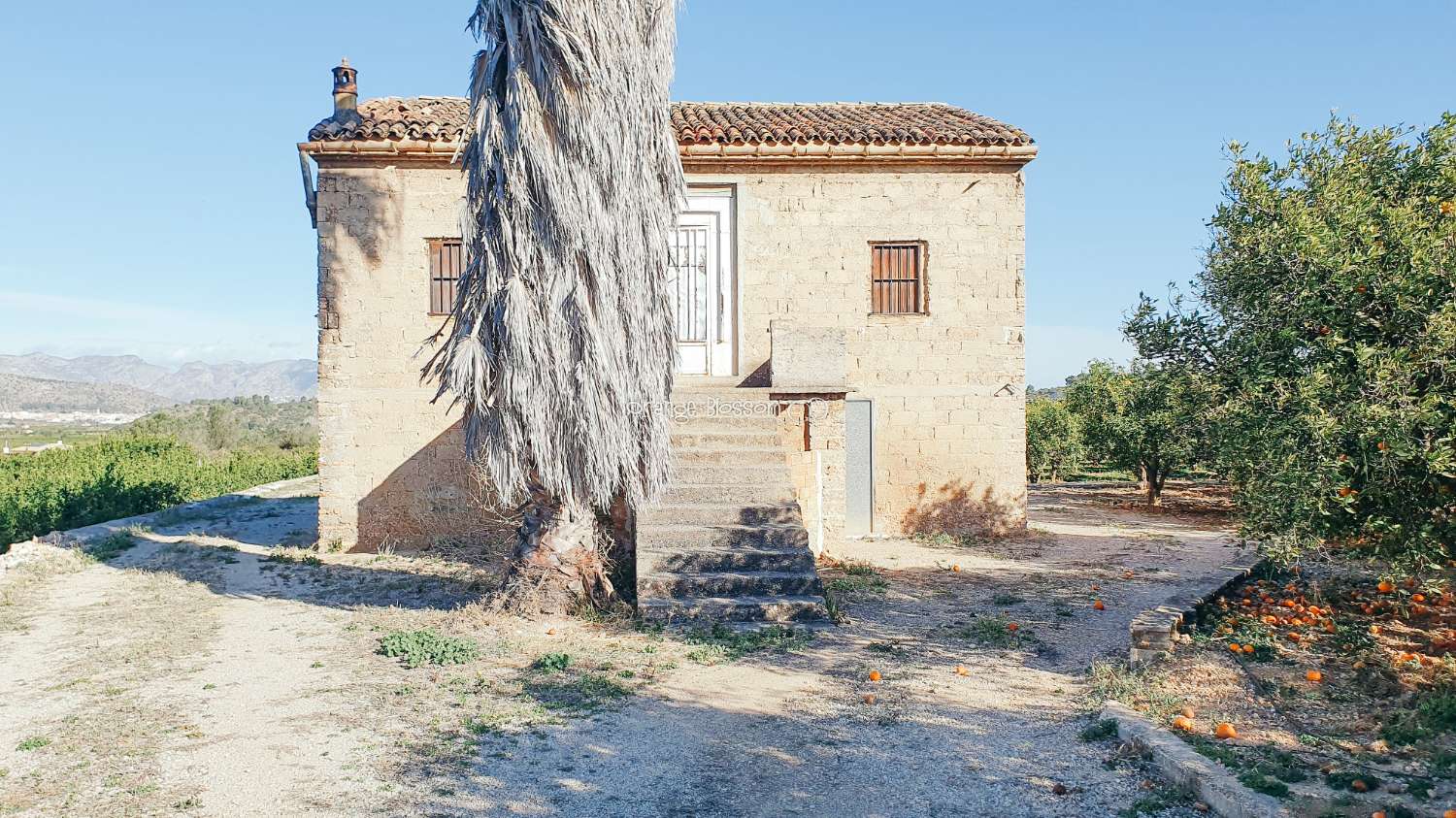 Orange Groves pour toujours.