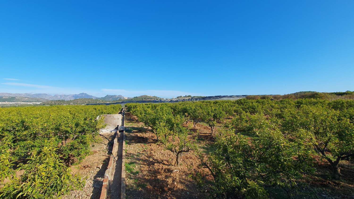 Orange Groves pour toujours.