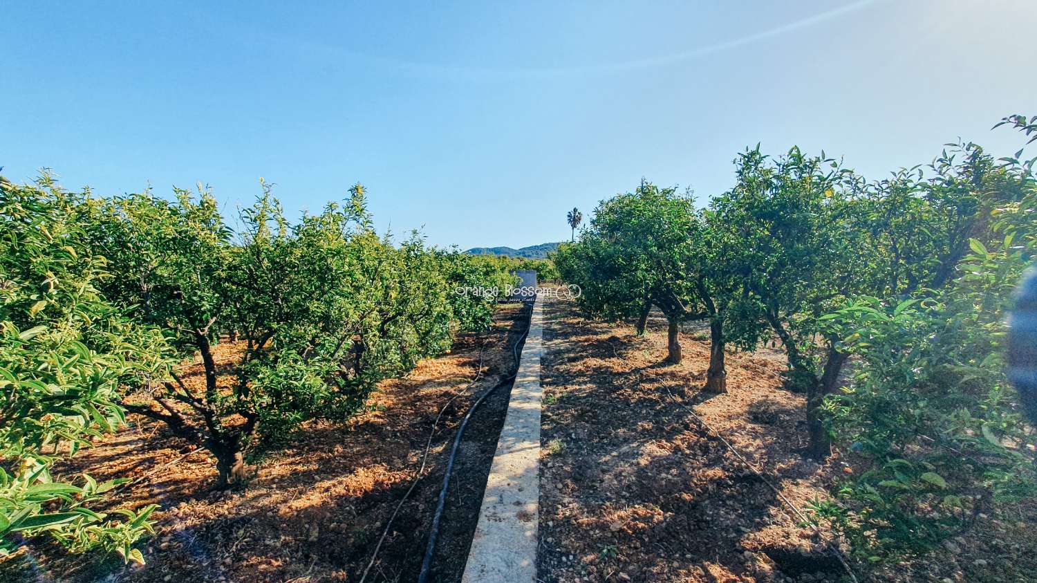 Orange Groves für immer.