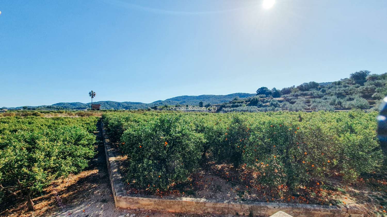 Orange Groves pour toujours.