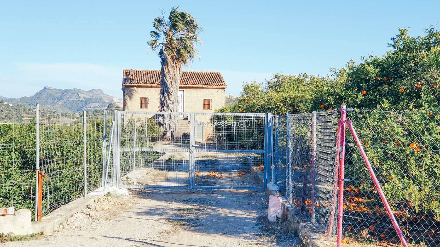 Orange Groves pour toujours.