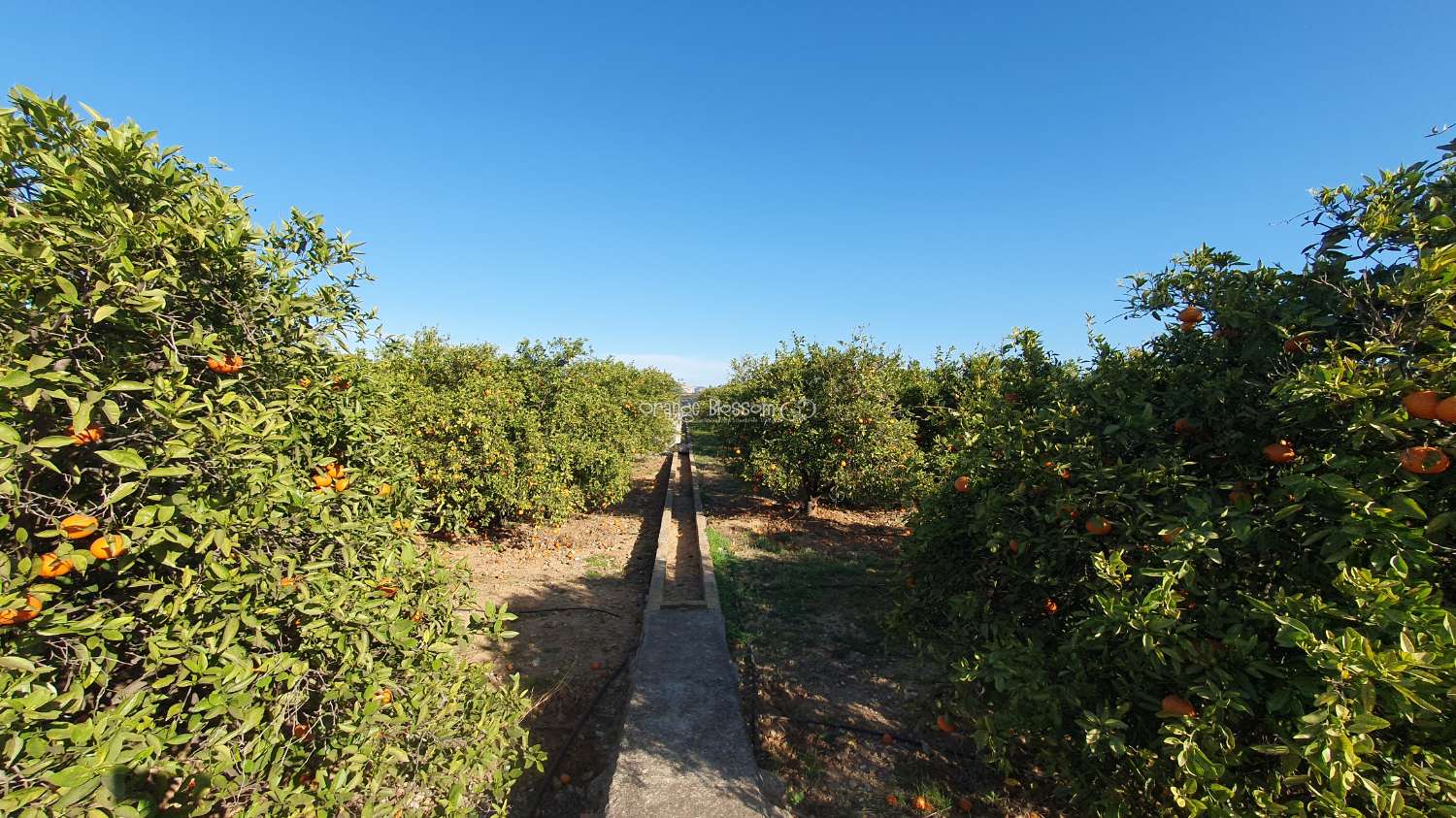 Orange Groves pour toujours.