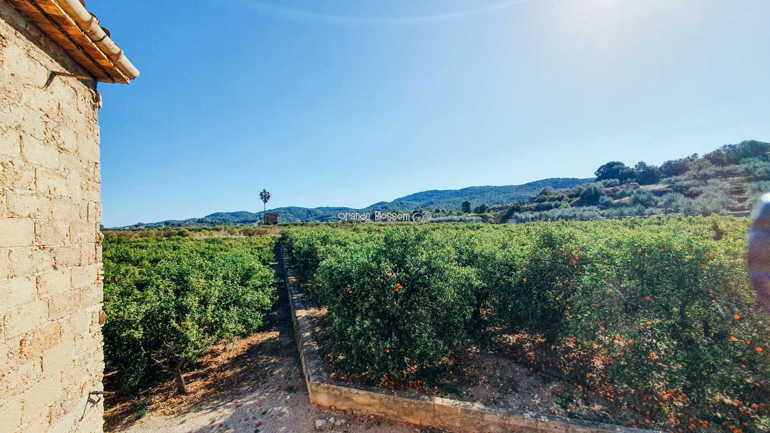 Orange Groves pour toujours.