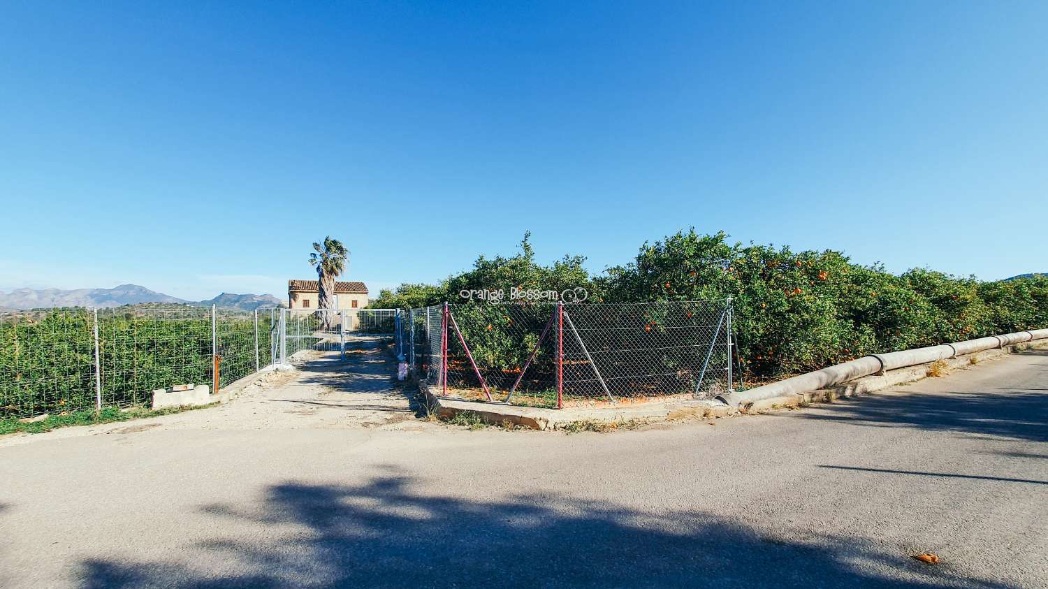 Orange Groves pour toujours.