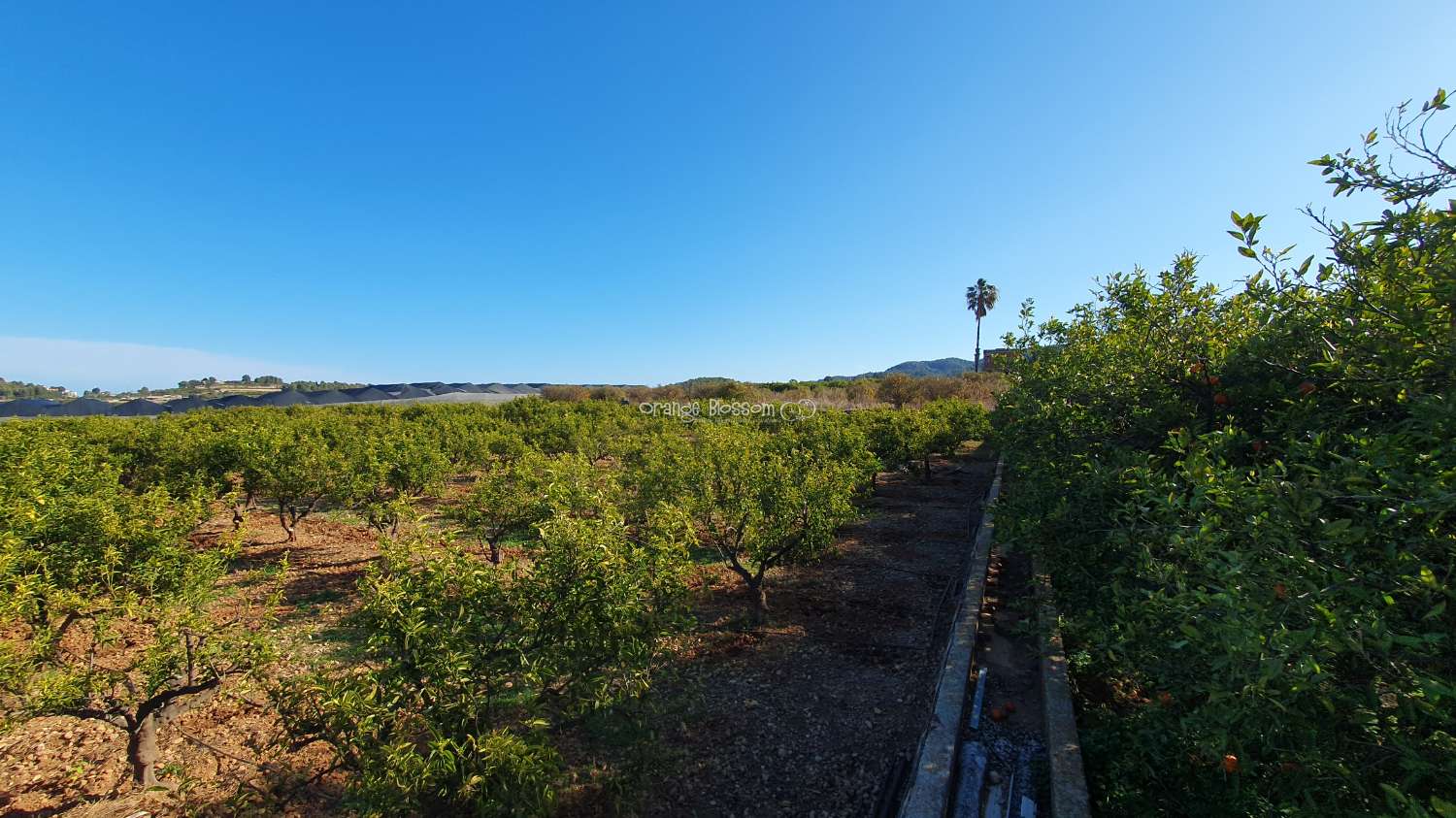 Orange Groves für immer.