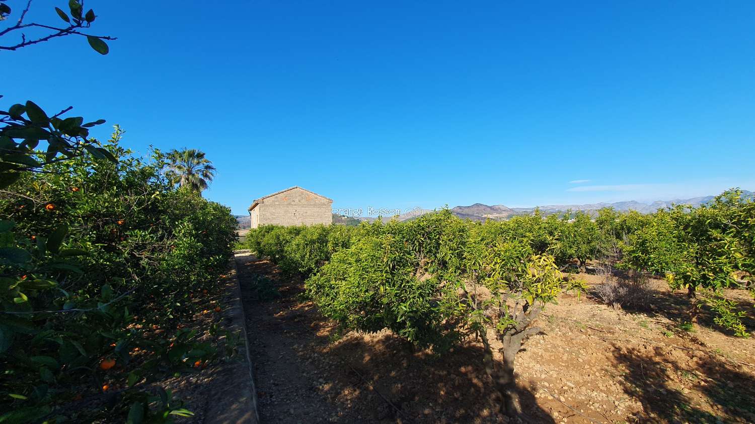 Orange Groves für immer.