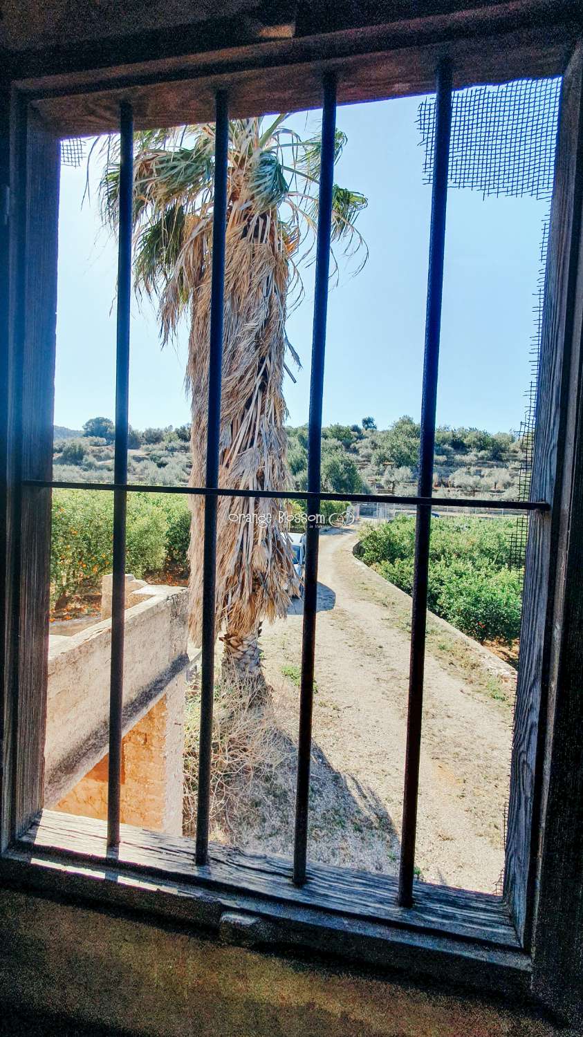 Orange Groves pour toujours.